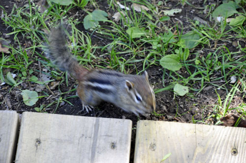 Squirrel at Voyageurs National Park